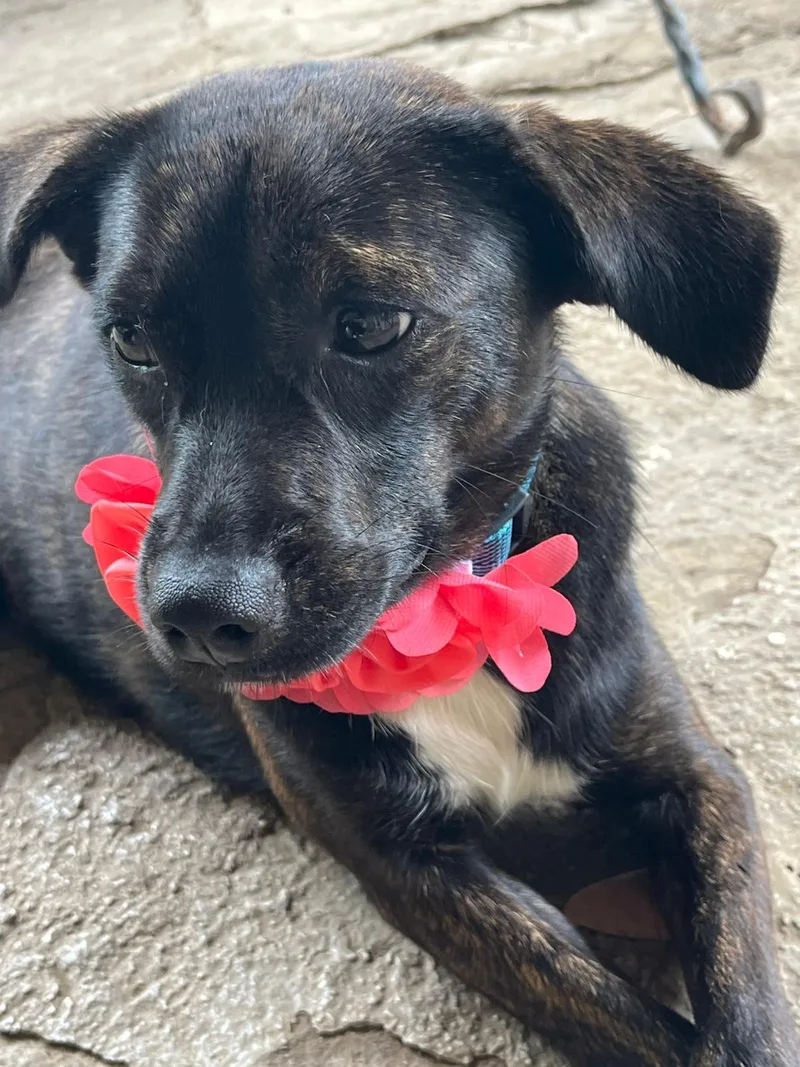 A young small-sized female Black Labrador Retriever dog named Magic for adoption in New York, NY