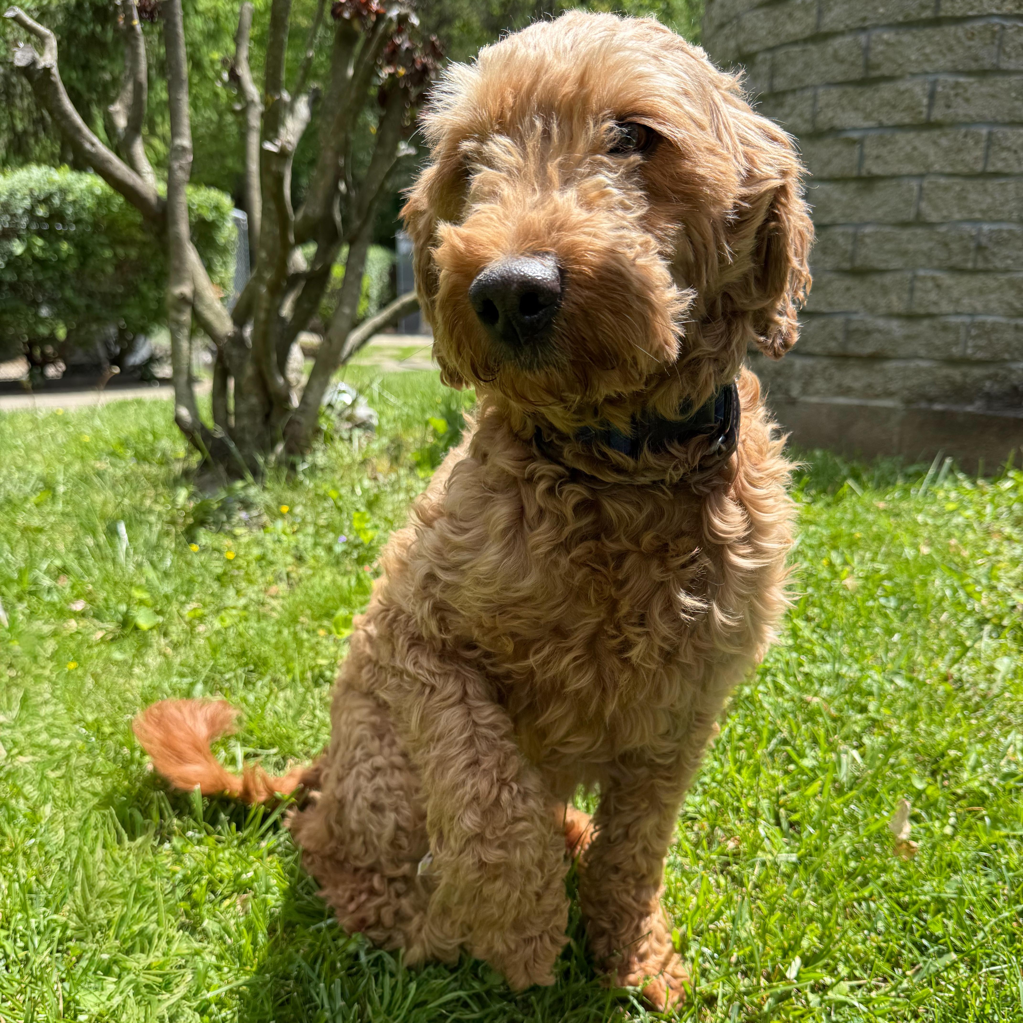 An adult medium-sized female Brown / Chocolate Goldendoodle dog named Bailey for adoption in Latrobe, PA