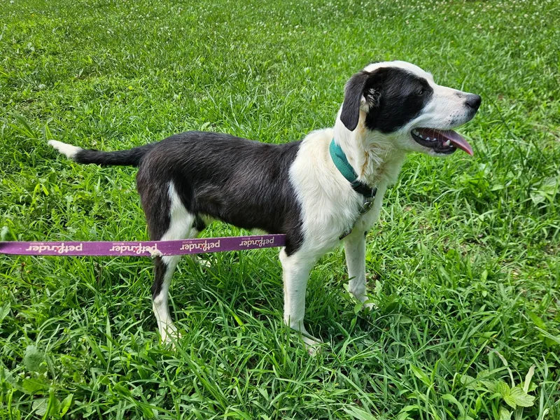 An adult small-sized male Terrier dog named Peewee for adoption in Hilham, TN