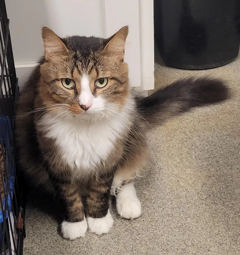 Taz