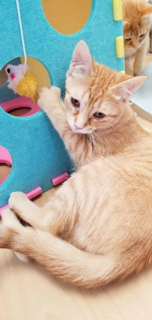 A baby medium-sized female Orange / Red Tabby cat named Little Miss Sunshine for adoption in Montour Falls, NY