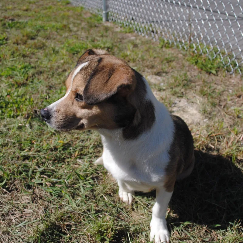 An adult small-sized male Corgi dog named Marvin for adoption in Manchester, TN