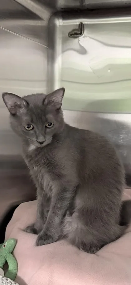 A baby small-sized female Domestic Short Hair cat named Binx for adoption in Venice, FL