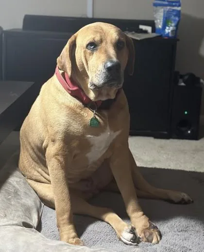 An adult extra large-sized male Mixed Breed dog named Jackson for adoption in Fairfax, VA