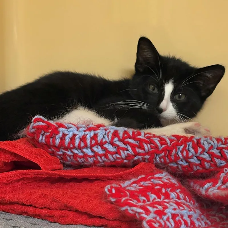 A baby small-sized female Black Domestic Short Hair cat named Helena for adoption in East Hanover, NJ