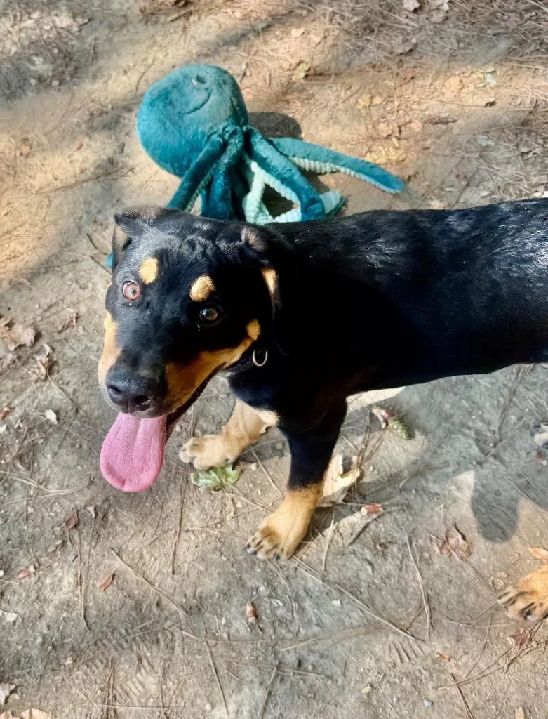 A baby small-sized male Rottweiler dog named Bert for adoption in Little Rock, AR