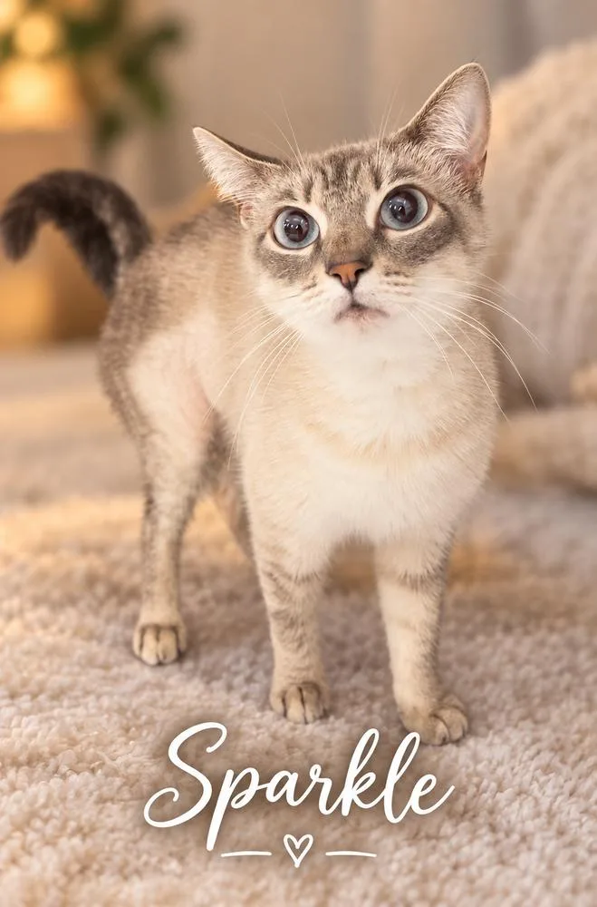 A young medium-sized female Siamese cat named Sparkle for adoption in Fern Park, FL