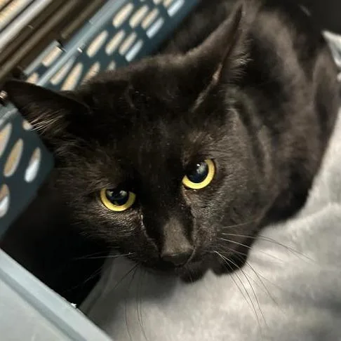 An adult large-sized male Black Domestic Short Hair cat named Sword Fern for adoption in Tacoma, WA