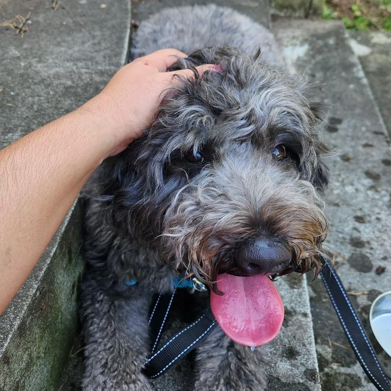 Tico