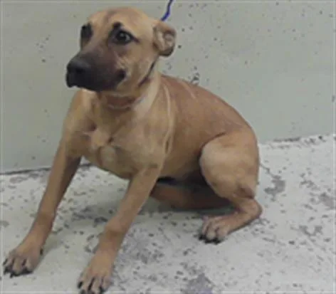 A young medium-sized female Staffordshire Bull Terrier dog named Sadie for adoption in Houston, TX