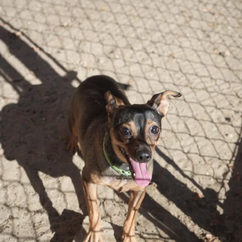 An adult small-sized female Miniature Pinscher dog named Maggie for adoption in Coachella, CA