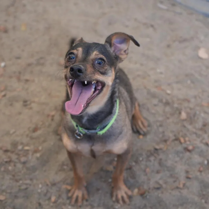 Maggie thumbnail 3