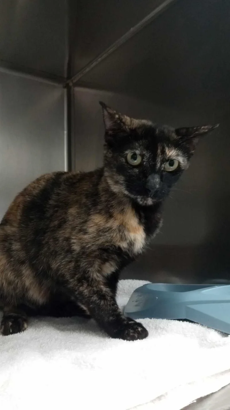An adult medium-sized female Domestic Short Hair cat named Unknown for adoption in Burgaw, NC