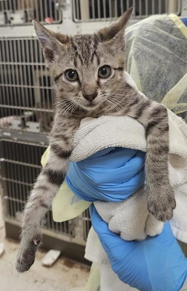 A baby medium-sized male Domestic Short Hair cat named Solgaleo for adoption in Vancouver, WA