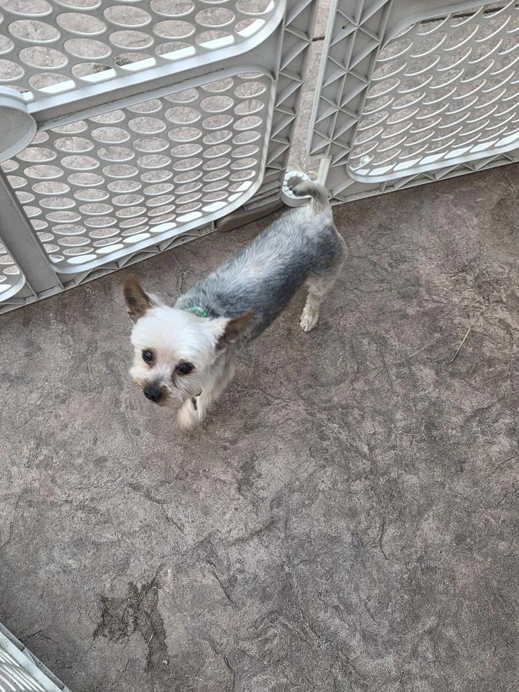 Yorkie Bombay