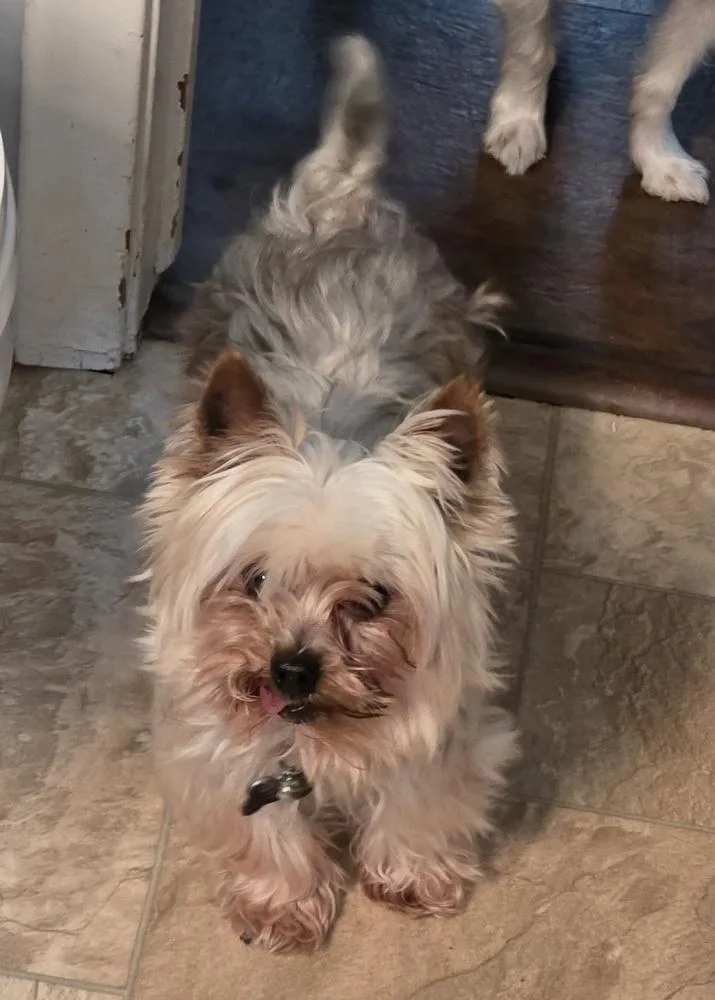 Yorkie Bombay thumbnail 2