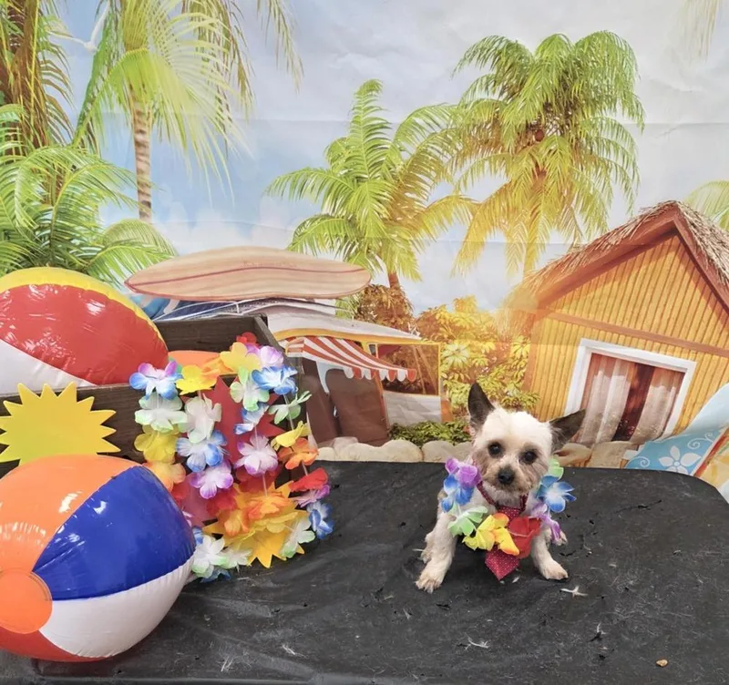 Yorkie Bombay thumbnail 3