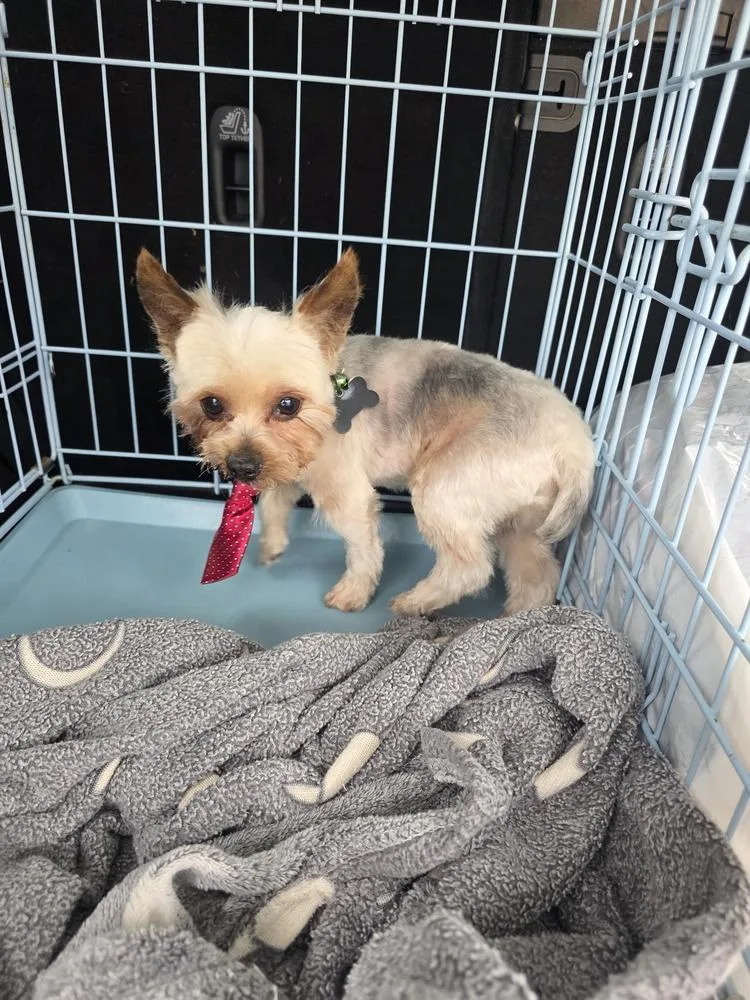 Yorkie Bombay thumbnail 4