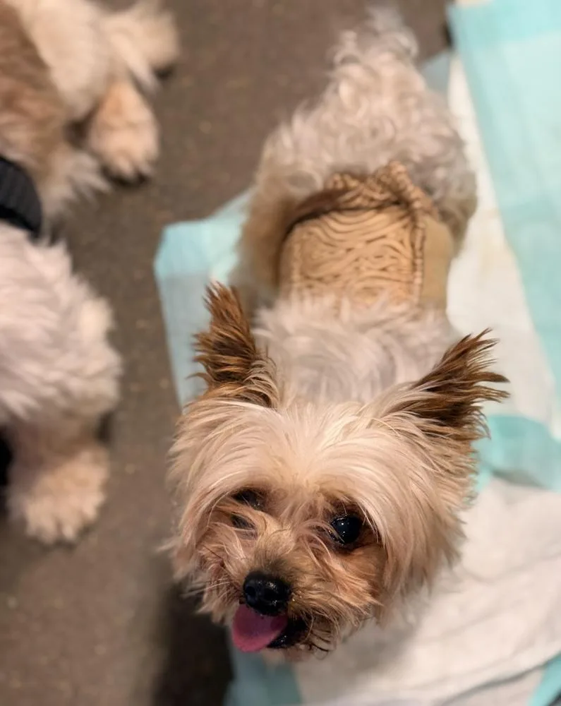 Yorkie Bombay thumbnail 5