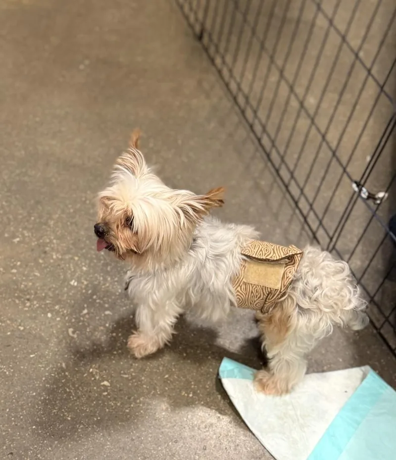 Yorkie Bombay thumbnail 6