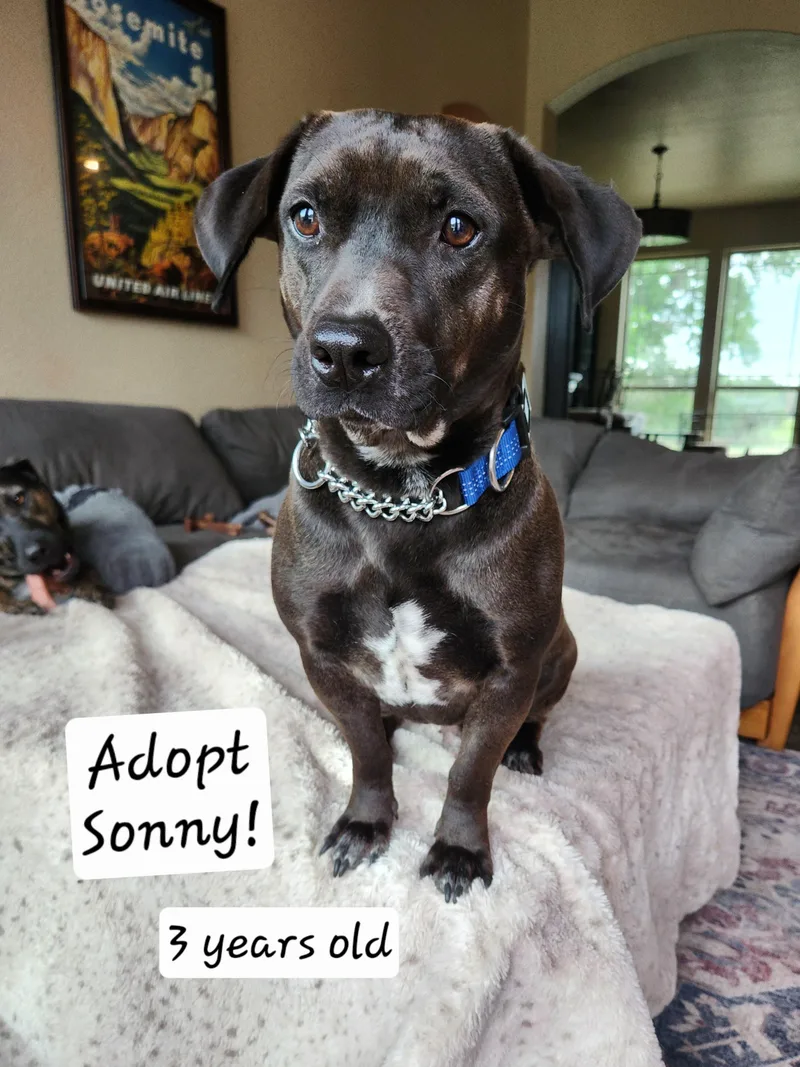 Sonny thumbnail 2