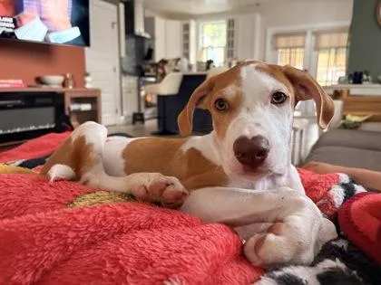 A baby small-sized male Mixed Breed dog named Tao for adoption in Washington, DC