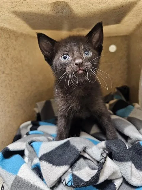 A baby small-sized male Domestic Short Hair cat named Elmer for adoption in Riverside, CA