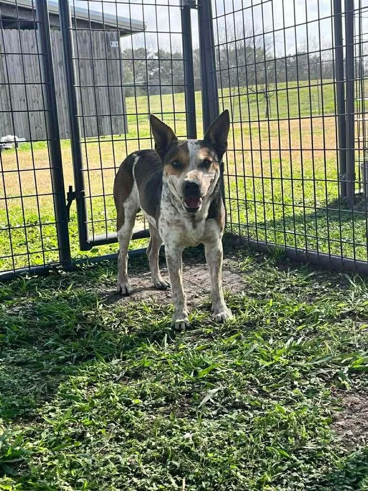 A young medium-sized male Tricolor (Brown, Black, & White) Mixed Breed dog named Axel for adoption in Scott, LA