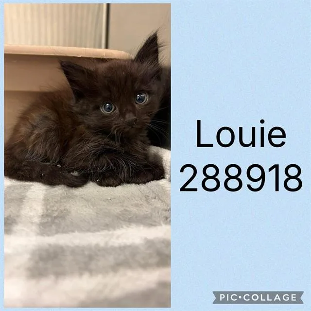 A baby small-sized male Domestic Long Hair cat named Louie for adoption in Macon, GA