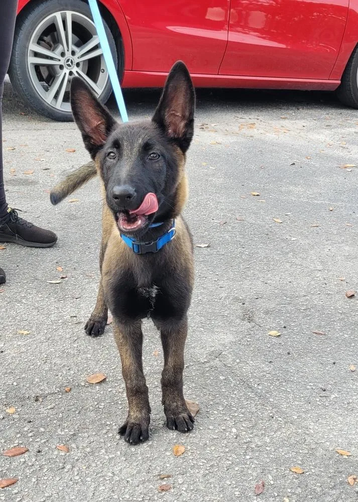 A baby small-sized female Tricolor (Brown, Black, & White) Belgian Shepherd / Malinois dog named Omen for adoption in Imlay City, MI