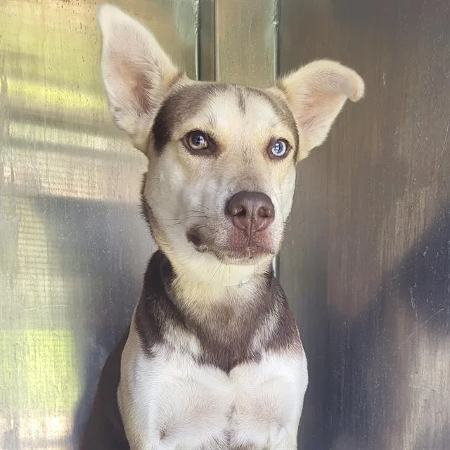 A young small-sized male Labrador Retriever dog named Oakley for adoption in San Antonio, TX