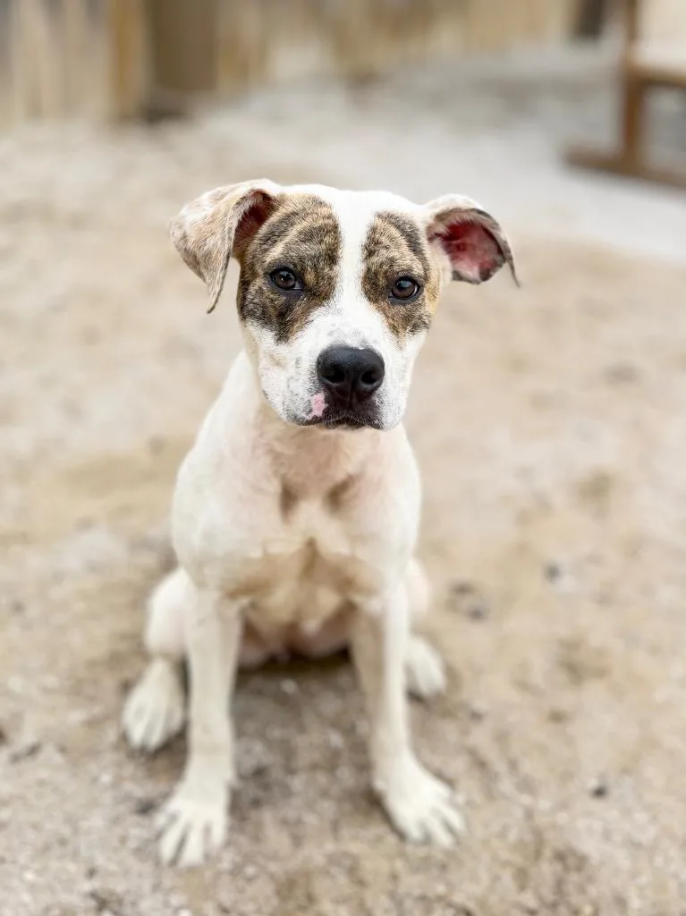 A baby medium-sized female Mixed Breed dog named Kyra for adoption in Muskegon, MI