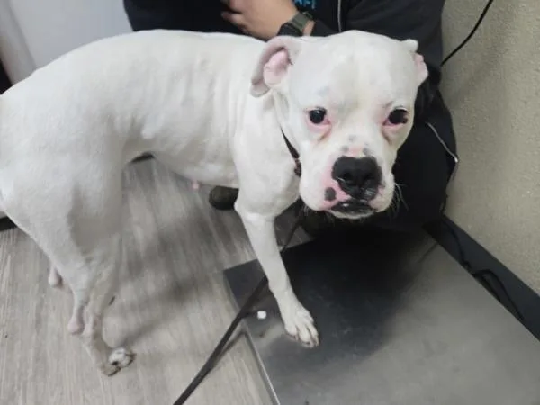 An adult large-sized female Boxer dog named Lotus for adoption in Oceanside, CA