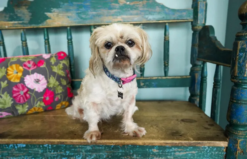 A senior small-sized male Apricot / Beige Shih Tzu dog named Boudin for adoption in San Antonio, TX