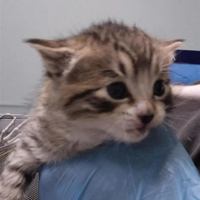 A baby small-sized female Brown / Chocolate Domestic Short Hair cat named Sassafras for adoption in Tacoma, WA