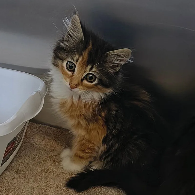 A baby small-sized female Brown / Chocolate Domestic Medium Hair cat named Sol for adoption in Othello, WA