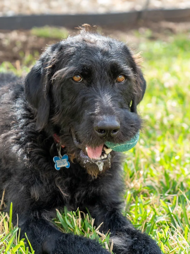 A young medium-sized male Black Labradoodle dog named Teddie for adoption in Garland, TX