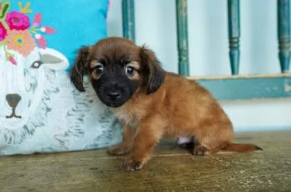 A baby small-sized male Chihuahua dog named Athos for adoption in San Antonio, TX