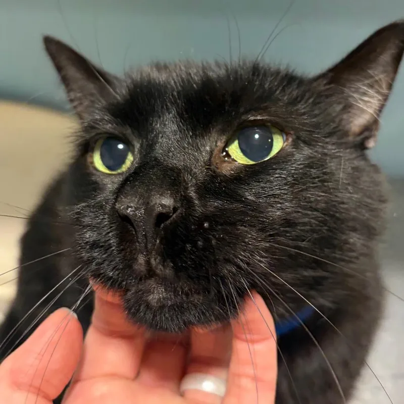 A senior large-sized male Brown / Chocolate Domestic Short Hair cat named Henry for adoption in Chattanooga, TN