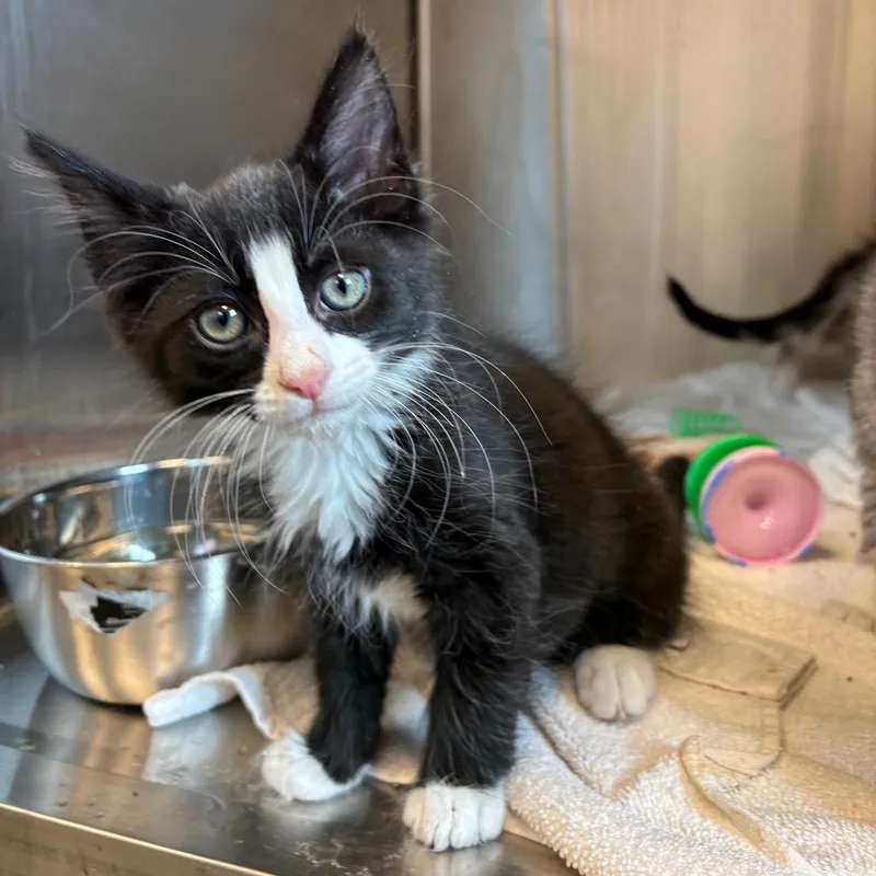 A baby small-sized male Black Domestic Long Hair cat named Barry for adoption in Washington Township, OH