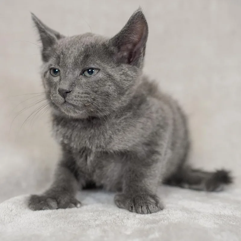 A baby small-sized male Gray / Blue / Silver Domestic Short Hair cat named Michelangelo for adoption in Sunnyvale, CA