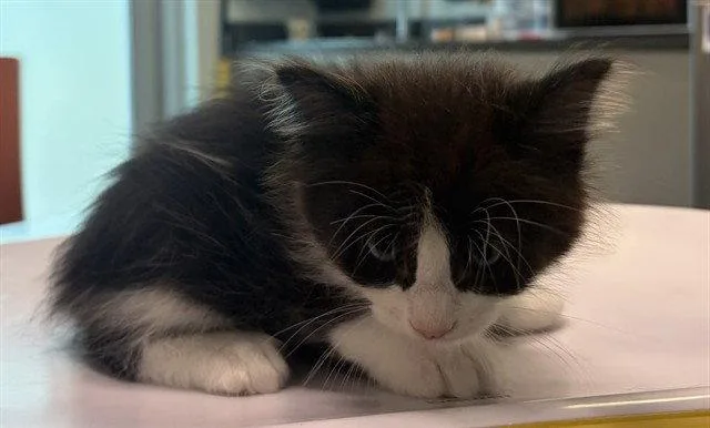 A baby small-sized male Domestic Medium Hair cat named Tom for adoption in Tavares, FL