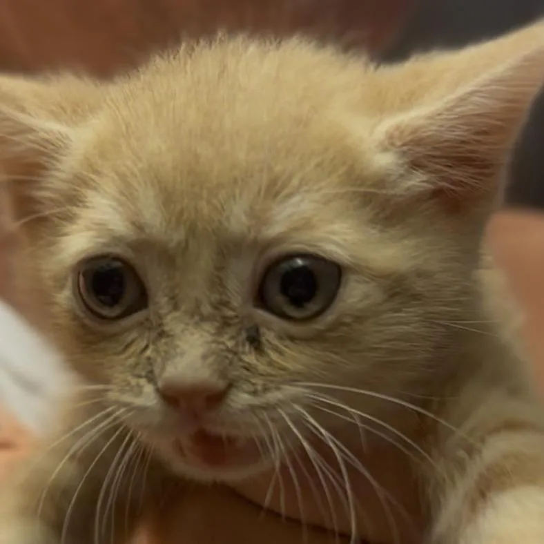 A baby small-sized female Orange / Red Domestic Short Hair cat named Blossom for adoption in Midland, TX