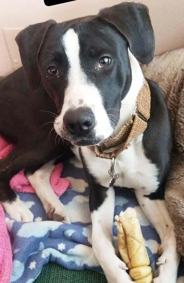 A young medium-sized male Tricolor (Brown, Black, & White) American Staffordshire Terrier dog named Milo for adoption in Dallas, TX