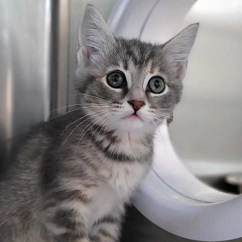 A baby medium-sized female Tabby (Gray / Blue / Silver) Domestic Short Hair cat named Irene for adoption in Nantucket, MA