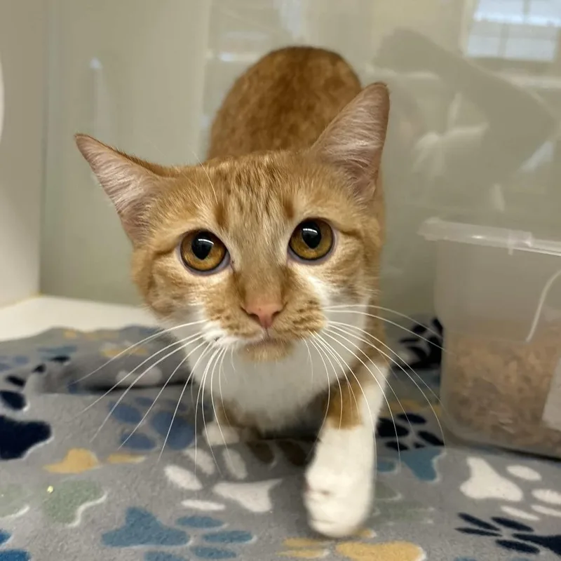A young medium-sized female Orange / Red Domestic Short Hair cat named Faith for adoption in Beaumont, TX