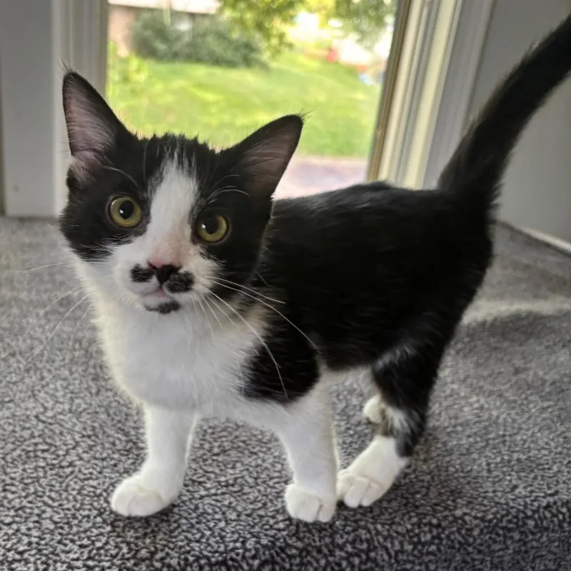 A baby medium-sized male Black & White / Tuxedo Domestic Short Hair cat named Colonel for adoption in Columbia, MO