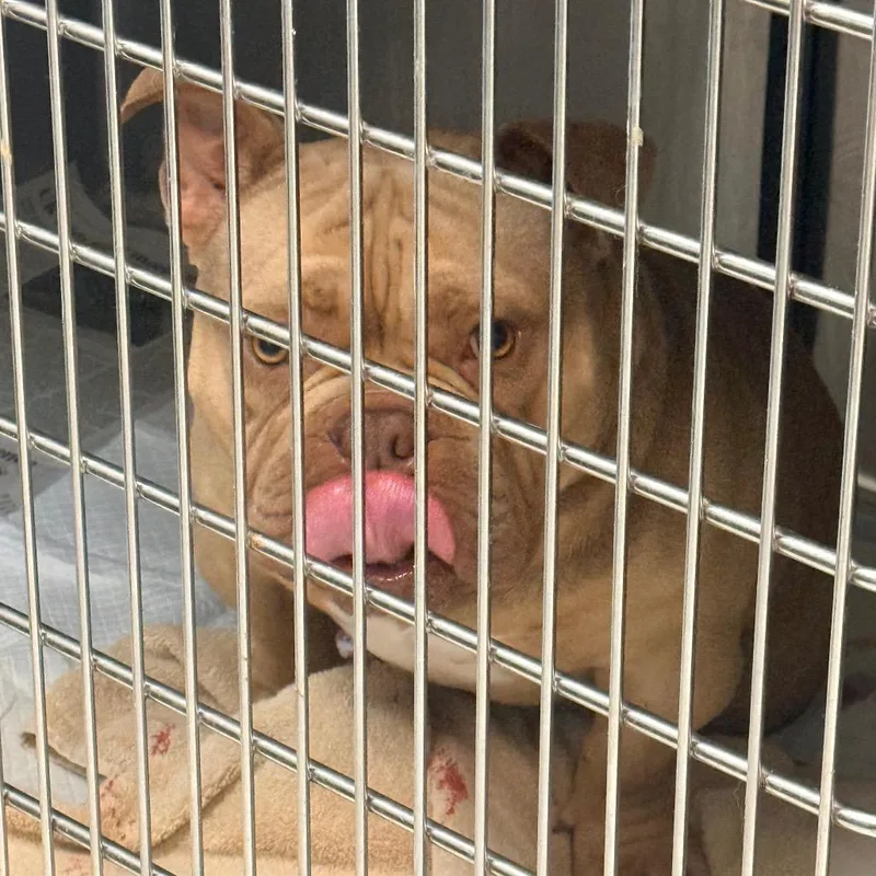 An adult medium-sized male Yellow / Tan / Blond / Fawn American Bulldog dog named Oculus for adoption in Indianapolis, IN