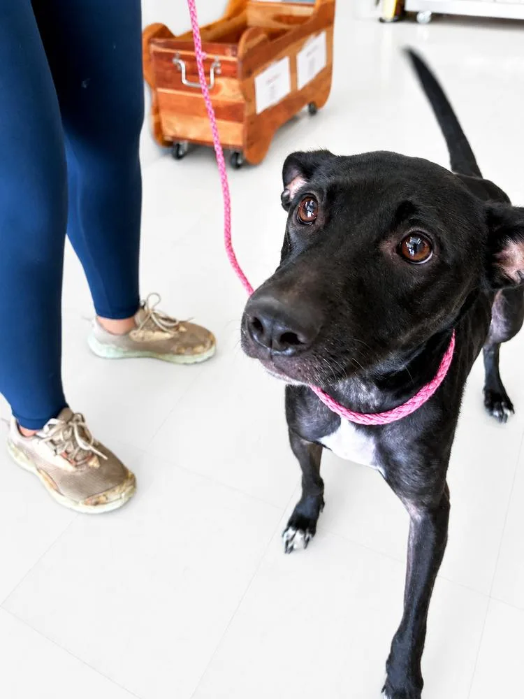 An adult small-sized female Tricolor (Brown, Black, & White) Labrador Retriever dog named Fancy for adoption in Saugus, MA