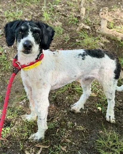 A young small-sized male Poodle dog named Bryer for adoption in Malvern, PA
